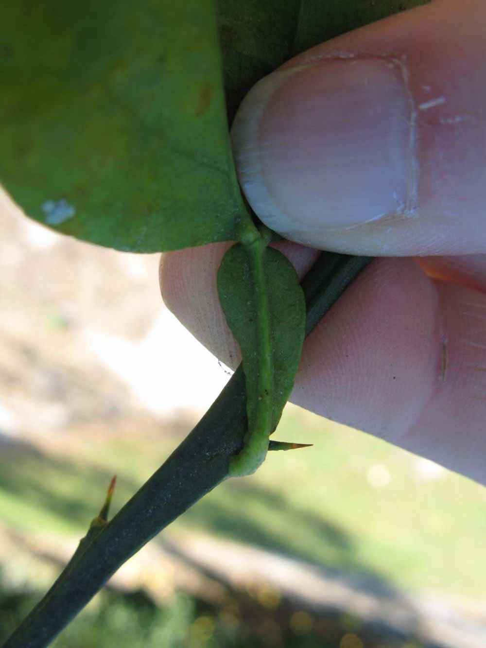              Petiole (Winter Haven, FL)       